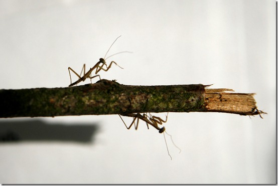 Mantis Study 2012best5