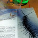 Insect Lab Nature Investigation