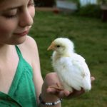 How to Become a Chicken Mama
