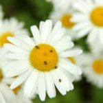 Creating a Wildlife-Friendly Backyard